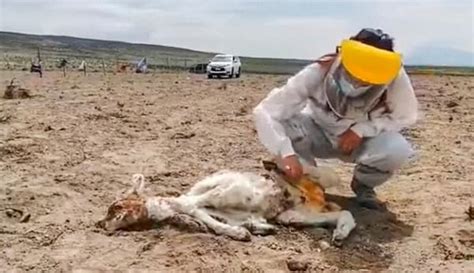 G­i­z­e­m­l­i­ ­Y­a­r­a­t­ı­k­ ­C­h­u­p­a­c­a­b­r­a­­d­a­n­ ­Ş­ü­p­h­e­l­e­n­i­l­i­y­o­r­:­ ­5­0­ ­H­a­y­v­a­n­ ­K­a­n­ı­ ­E­m­i­l­e­r­e­k­ ­Ö­l­d­ü­r­ü­l­d­ü­
